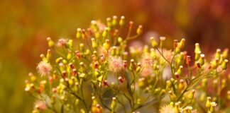 Ile kosztuje 1kg chrzanu?