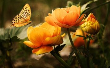 Ile firma bierze za mycie okien?