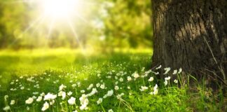 Czego się boją dziki?