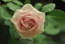 Czy opłaca się zakręcać kaloryfery?