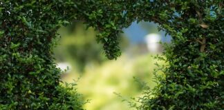 Jak szybko zrobić ogród?