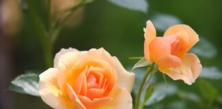 Co kwitnie przez całe lato?